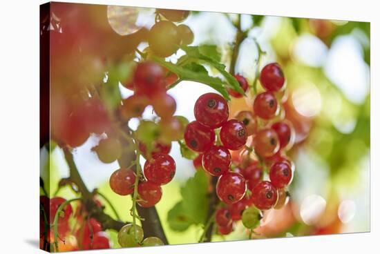 common horsetail or red currant (Ribes rubrum), Germany, Europe-David & Micha Sheldon-Stretched Canvas