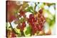 common horsetail or red currant (Ribes rubrum), Germany, Europe-David & Micha Sheldon-Premier Image Canvas