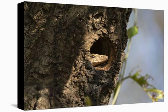 Common Indian monitor lizard (Varanus bengalensis), Bandhavgarh National Park, Madhya Pradesh, Indi-Sergio Pitamitz-Premier Image Canvas