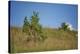 Common juniper, Juniperus communis, scenery, autumn,-David & Micha Sheldon-Stretched Canvas