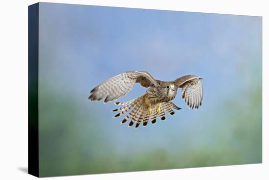 Common Kestrel in Flight-null-Premier Image Canvas