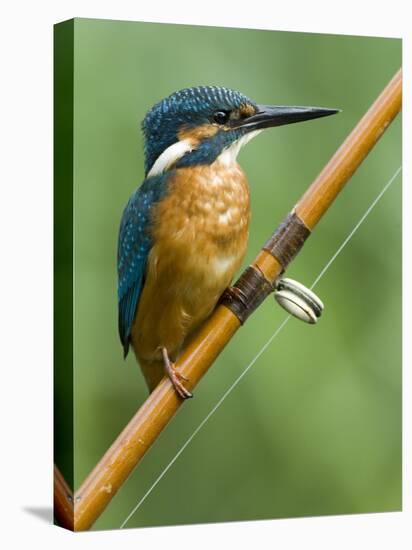 Common Kingfisher Perched on Fishing Rod, Hertfordshire, England, UK-Andy Sands-Premier Image Canvas