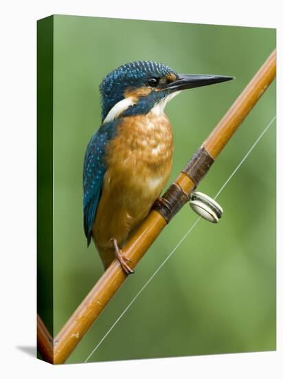 Common Kingfisher Perched on Fishing Rod, Hertfordshire, England, UK-Andy Sands-Premier Image Canvas