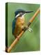 Common Kingfisher Perched on Fishing Rod, Hertfordshire, England, UK-Andy Sands-Premier Image Canvas