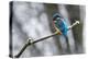 Common kingfisher perched on frosty branch in winter, Germany-Konrad Wothe-Premier Image Canvas