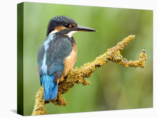 Common Kingfisher Perched on Lichen Covered Twig, Hertfordshire, England, UK-Andy Sands-Premier Image Canvas
