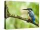 Common Kingfisher Perched on Mossy Branch, Hertfordshire, England, UK-Andy Sands-Premier Image Canvas