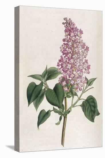 Common Lilac-William Curtis-Premier Image Canvas