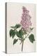 Common Lilac-William Curtis-Premier Image Canvas