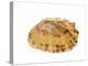 Common Limpet Shell, Normandy, France-Philippe Clement-Premier Image Canvas