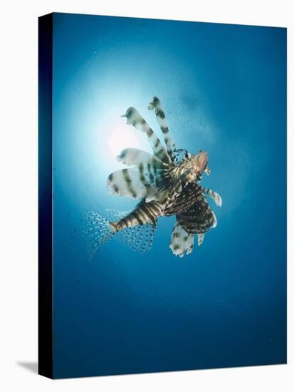 Common Lionfish (Pterois Miles) from Below, Back-Lit by the Sun, Naama Bay-Mark Doherty-Premier Image Canvas