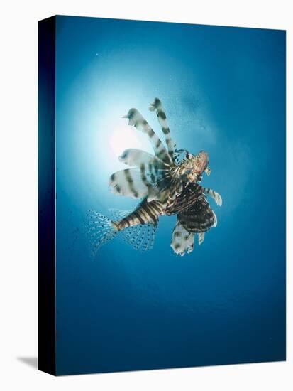 Common Lionfish (Pterois Miles) from Below, Back-Lit by the Sun, Naama Bay-Mark Doherty-Premier Image Canvas