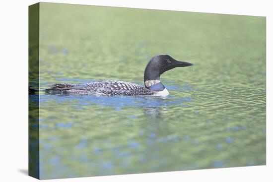 Common Loon 4-Gordon Semmens-Premier Image Canvas