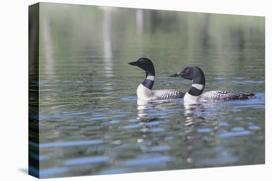 Common Loon 5-Gordon Semmens-Premier Image Canvas