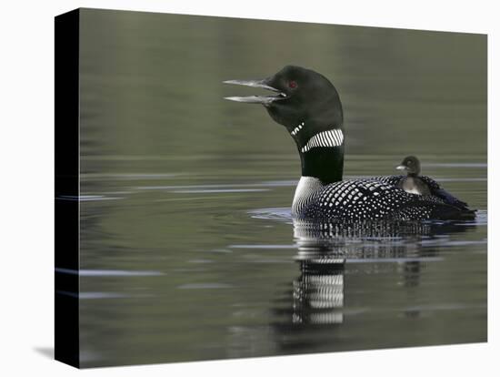 Common Loon Calling with Chick Riding on Back in Water, Kamloops, British Columbia, Canada-Arthur Morris-Premier Image Canvas