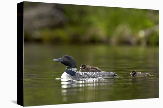 Common Loon (Gavia Immer) Adult and Two Chicks, British Columbia, Canada-James Hager-Premier Image Canvas