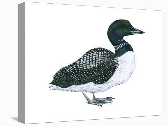 Common Loon (Gavia Immer), Birds-Encyclopaedia Britannica-Stretched Canvas