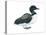 Common Loon (Gavia Immer), Birds-Encyclopaedia Britannica-Stretched Canvas