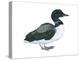 Common Loon (Gavia Immer), Birds-Encyclopaedia Britannica-Stretched Canvas