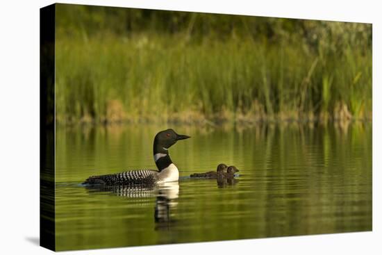 Common Loon with Pair of Newborn Chick on Small Mountain Lake Near Whitefish, Montana, Usa-Chuck Haney-Premier Image Canvas