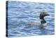 Common Loons are large, diving waterbirds with rounded heads and dagger-like bills-Richard Wright-Premier Image Canvas