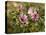 Common Mallow, Malva Silvestris, Blooms-Thonig-Premier Image Canvas