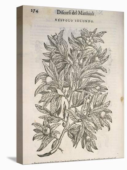 Common Medlar (Mespilus Germanica), by Pier Andrea Mattioli, 1554-null-Premier Image Canvas