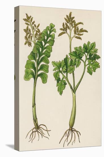 Common Moonwort (Botrychium Lunaria) and Leathery Moonwort (Botrychium Multifidum)-null-Premier Image Canvas