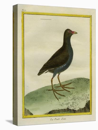 Common Moorhen-Georges-Louis Buffon-Premier Image Canvas