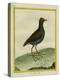 Common Moorhen-Georges-Louis Buffon-Premier Image Canvas