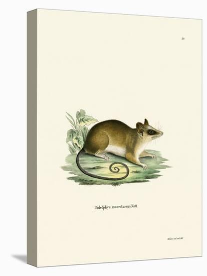 Common Mouse Opossum-null-Premier Image Canvas