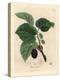 Common Mulberry Tree, Morus Nigra-James Sowerby-Premier Image Canvas