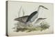 Common Night Heron, from 'The Birds of Europe' by John Gould, 1837 (Colour Litho)-Edward Lear-Premier Image Canvas