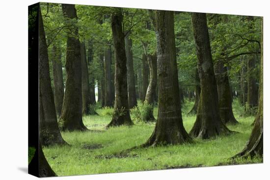 Common Oak (Quercus Robur) and Ash (Fraxinus Sp) Forest, Lonjsko Polje Np, Slavonia Region, Croatia-della Ferrera-Premier Image Canvas