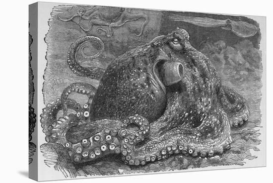 Common Octopus, 19th Century-Middle Temple Library-Premier Image Canvas