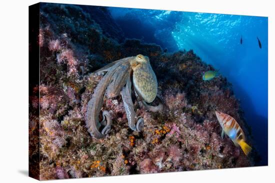 Common octopus moving over rocks, Italy, Tyrrhenian Sea-Franco Banfi-Premier Image Canvas