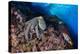 Common octopus moving over rocks, Italy, Tyrrhenian Sea-Franco Banfi-Premier Image Canvas