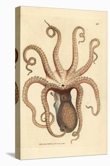 Common Octopus, Octopus Vulgaris (Eight-Armed Cuttlefish, Sepia Octopus). Handcoloured Copperplate-James Sowerby-Premier Image Canvas