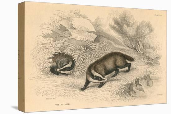 Common or Eurasian Badger (Meles Mele), 1828-null-Premier Image Canvas