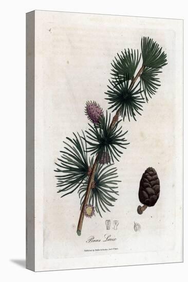 Common or European Meleze - European Larch Tree, Larix Decidua. Handcoloured Copperplate Engraving-James Sowerby-Premier Image Canvas