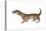 Common or Least Weasel (Mustela Nivalis), Mammals-Encyclopaedia Britannica-Stretched Canvas