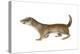 Common or Least Weasel (Mustela Nivalis), Mammals-Encyclopaedia Britannica-Stretched Canvas