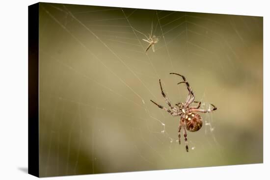 Common Orbweaver on Web with Prey (Midge), Los Angeles, California-Rob Sheppard-Premier Image Canvas