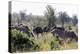 Common ostrich and Burchell's plains zebra , Kruger Nat'l Park, South Africa, Africa-Christian Kober-Premier Image Canvas