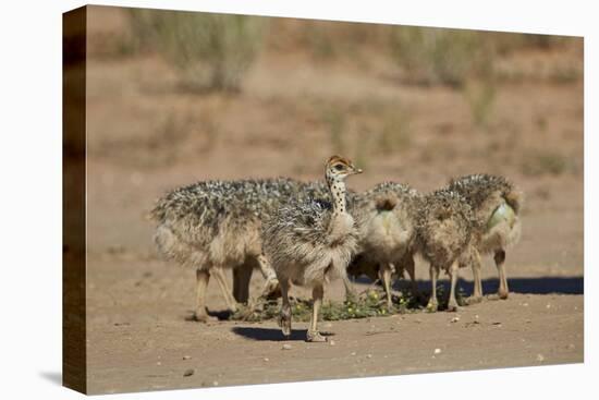 Common Ostrich (Struthio Camelus) Chicks-James Hager-Premier Image Canvas