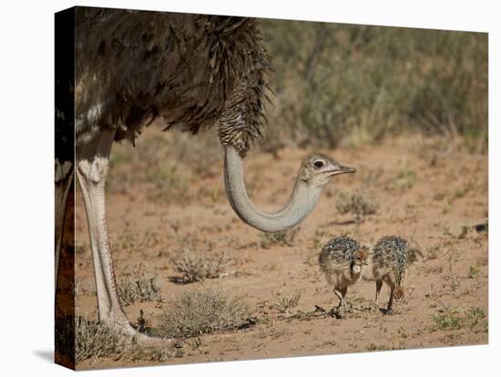 Common Ostrich (Struthio Camelus) Female with Two Chicks-James Hager-Premier Image Canvas