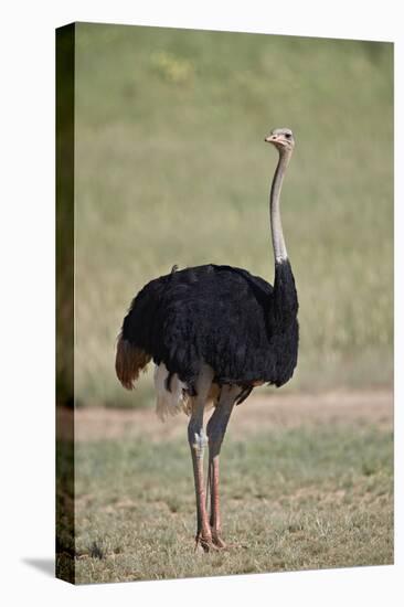 Common ostrich (Struthio camelus), male in breeding plumage, Kgalagadi Transfrontier Park, South Af-James Hager-Premier Image Canvas