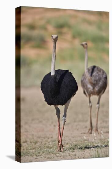 Common ostrich (Struthio camelus), male in breeding plumage with female, Kgalagadi Transfrontier Pa-James Hager-Premier Image Canvas