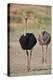 Common ostrich (Struthio camelus), male in breeding plumage with female, Kgalagadi Transfrontier Pa-James Hager-Premier Image Canvas