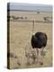 Common Ostrich (Struthio Camelus) Male Watching Chicks, Masai Mara National Reserve, Kenya-James Hager-Premier Image Canvas